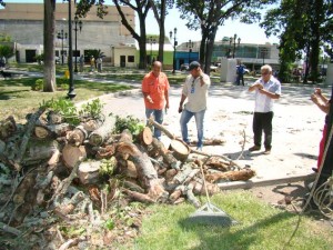 Autoridades de ambiente inspeccionaron la Ceiba Tambora que adorna la Plaza Sucre