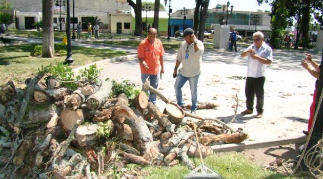 Autoridades de ambiente inspeccionaron la Ceiba Tambora que adorna la Plaza Sucre
