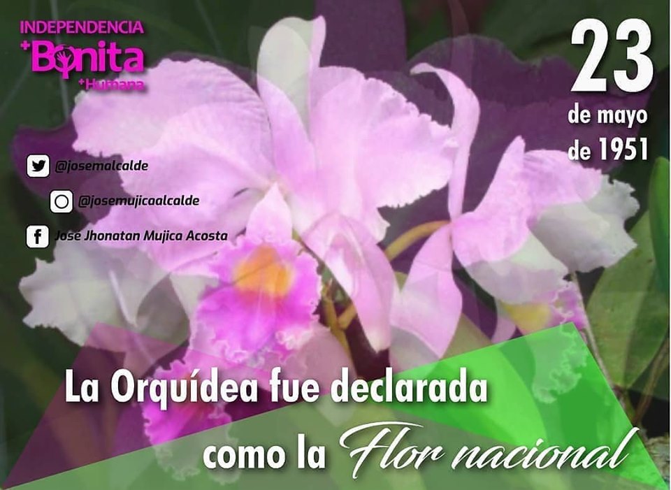 Efemeride La orquídea de nombre Cattleya mossiae - Alcaldía Municipio  Independencia